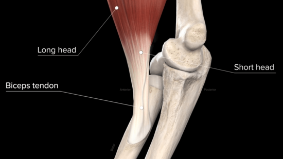 Shoulder Joint