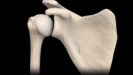 Shoulder Joint